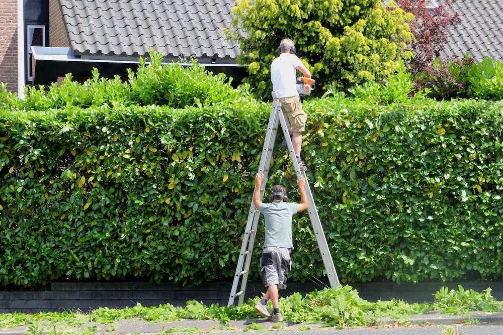 2 men trimming hedge